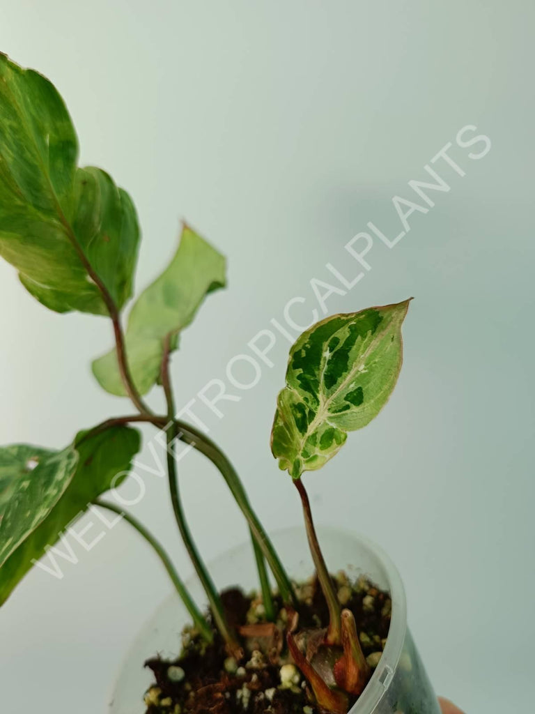 Philodendron gloriosum variegata