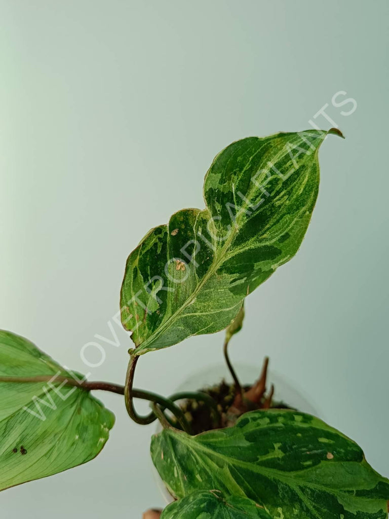 Philodendron gloriosum variegata