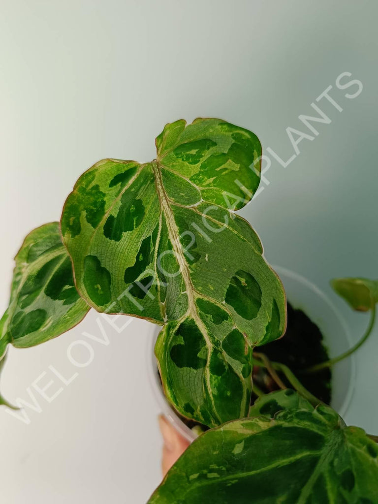 Philodendron gloriosum variegata