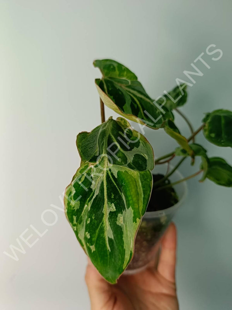 Philodendron gloriosum variegata