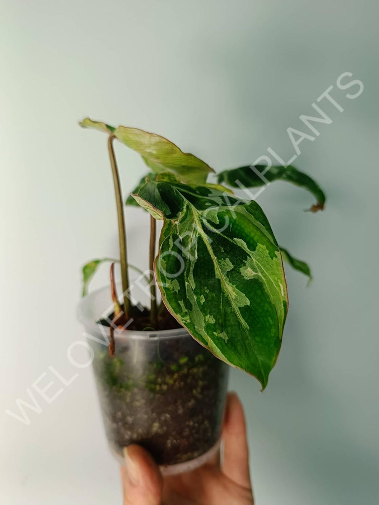 Philodendron gloriosum variegata