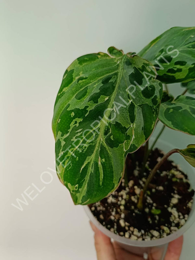 Philodendron gloriosum variegata