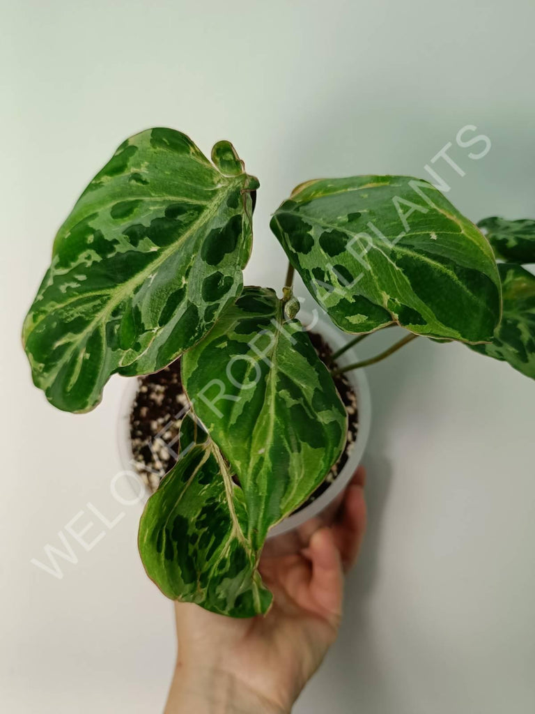 Philodendron gloriosum variegata