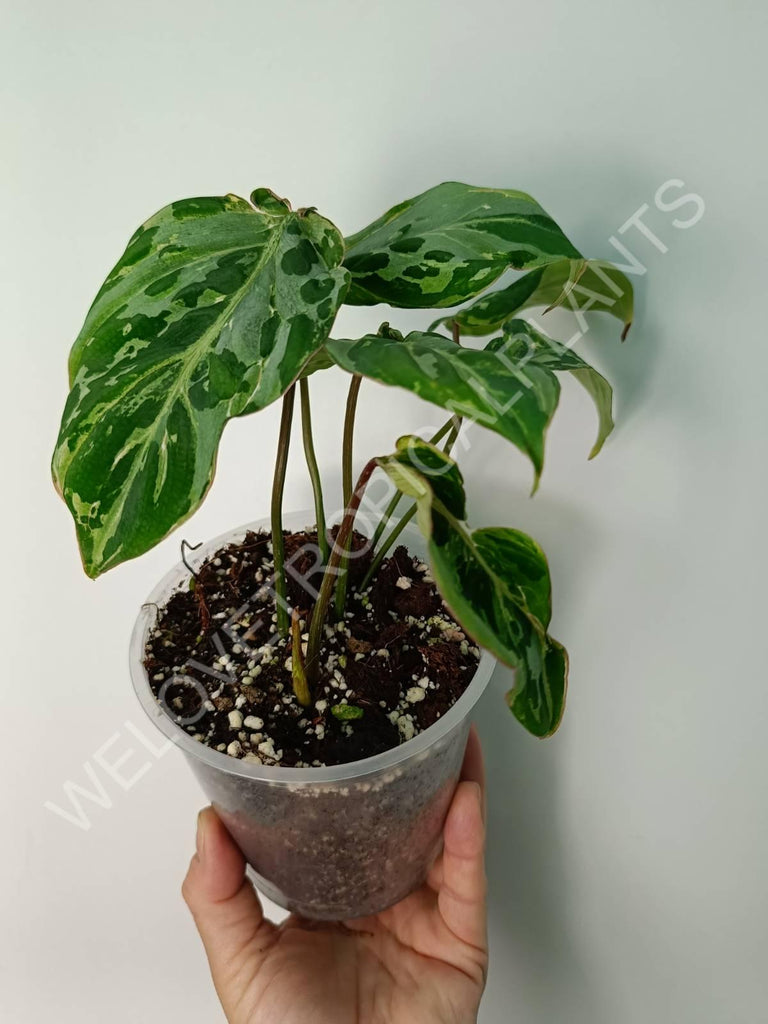 Philodendron gloriosum variegata