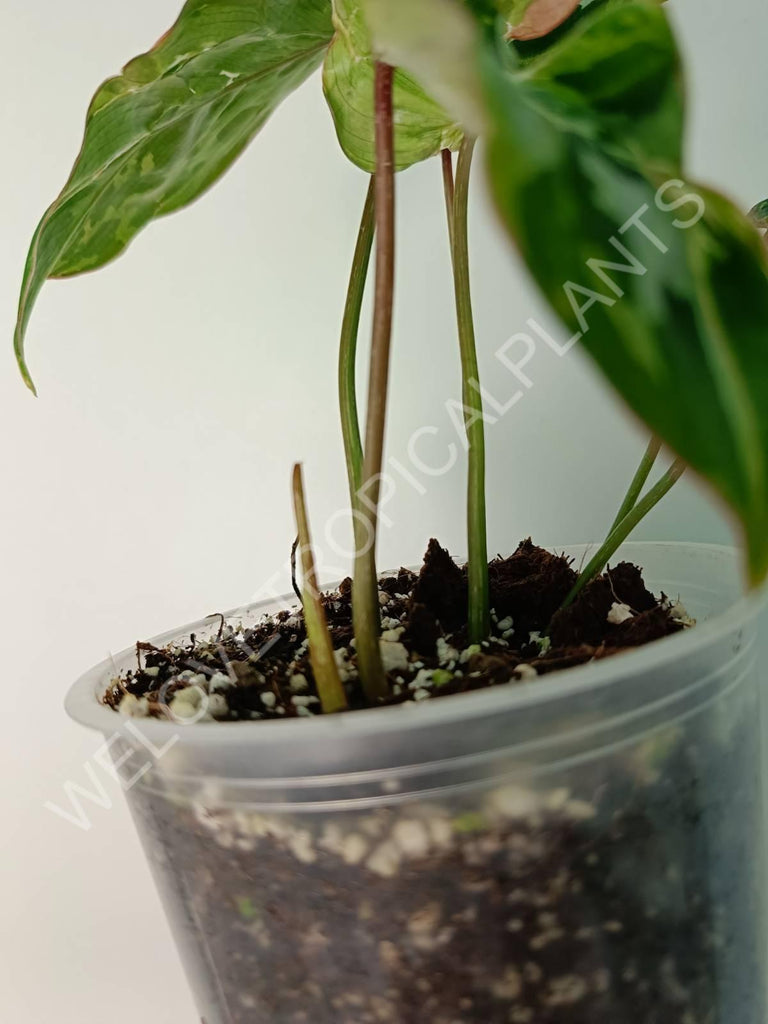 Philodendron gloriosum variegata