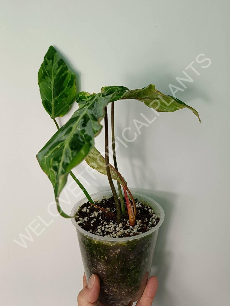 Philodendron gloriosum variegata