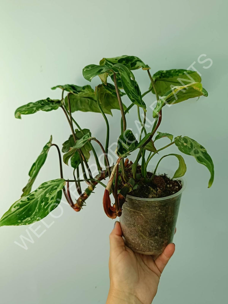 Philodendron gloriosum variegata