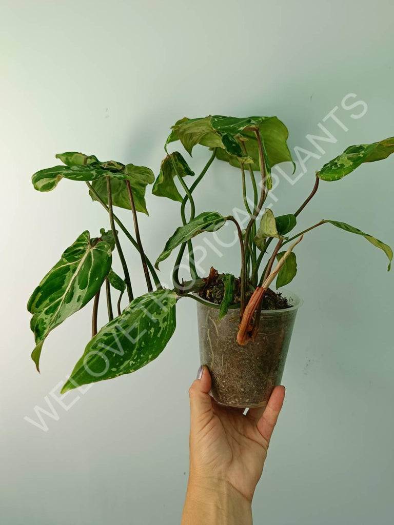 Philodendron gloriosum variegata