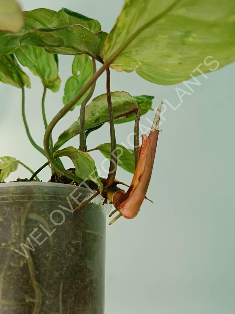 Philodendron gloriosum variegata