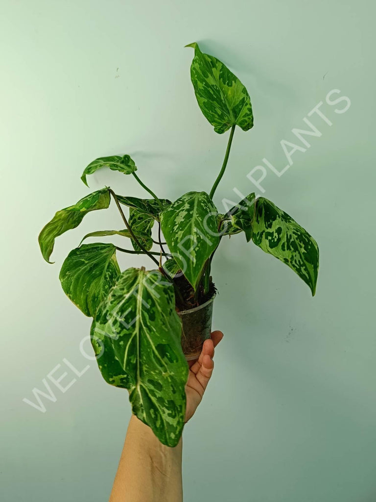 Philodendron gloriosum variegata