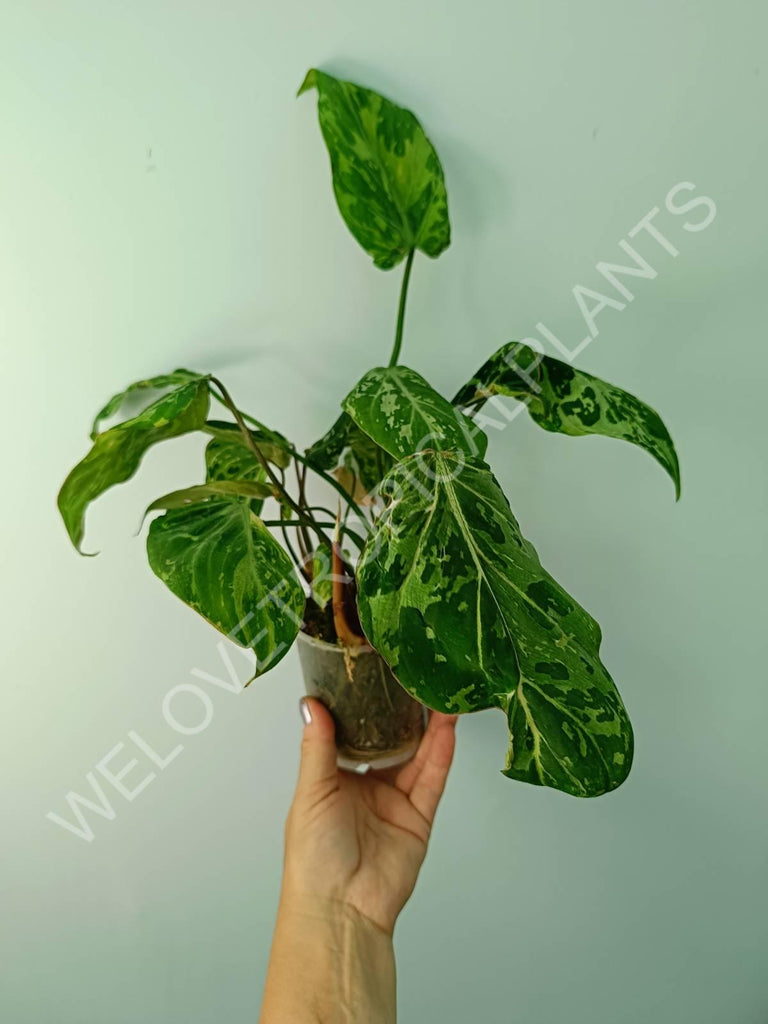 Philodendron gloriosum variegata