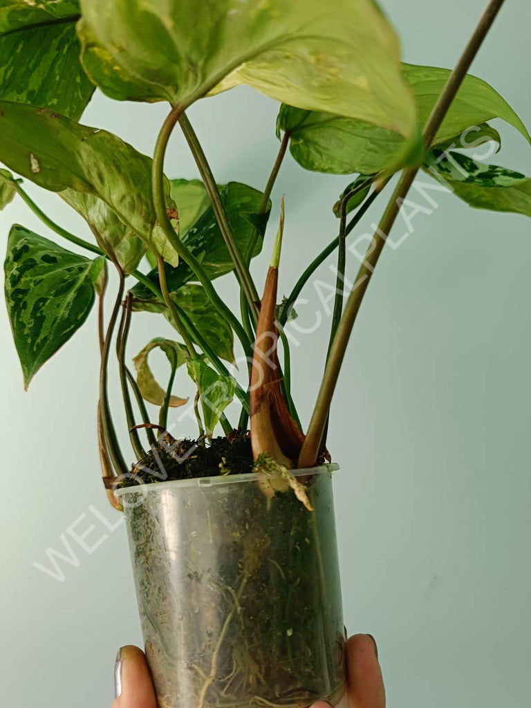 Philodendron gloriosum variegata