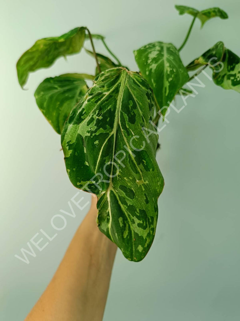 Philodendron gloriosum variegata