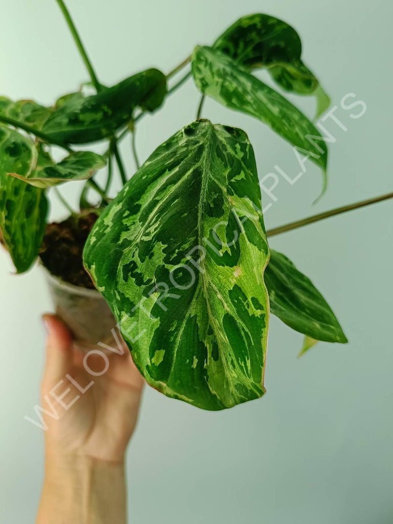 Philodendron gloriosum variegata