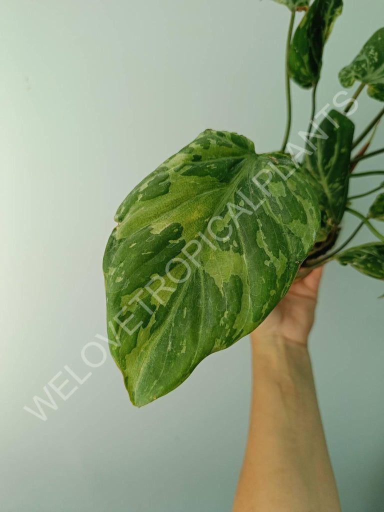 Philodendron gloriosum variegata