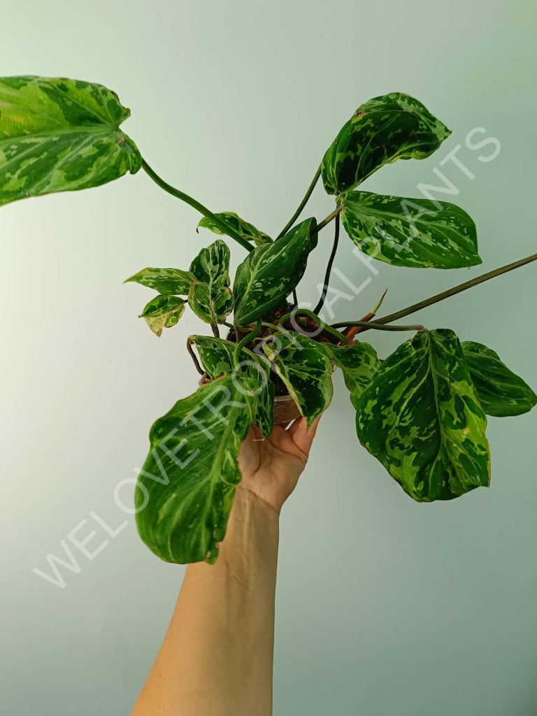 Philodendron gloriosum variegata