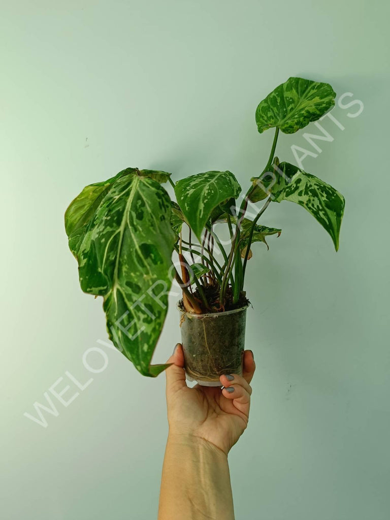 Philodendron gloriosum variegata