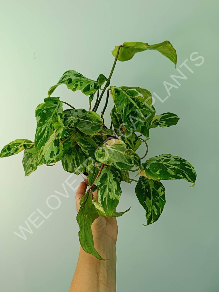 Philodendron gloriosum variegata