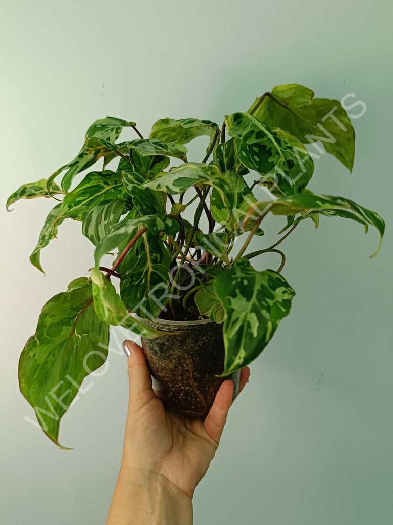 Philodendron gloriosum variegata