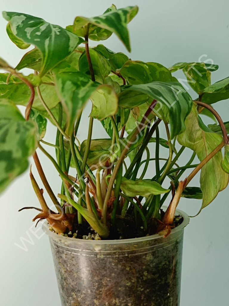 Philodendron gloriosum variegata