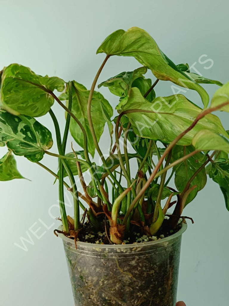 Philodendron gloriosum variegata