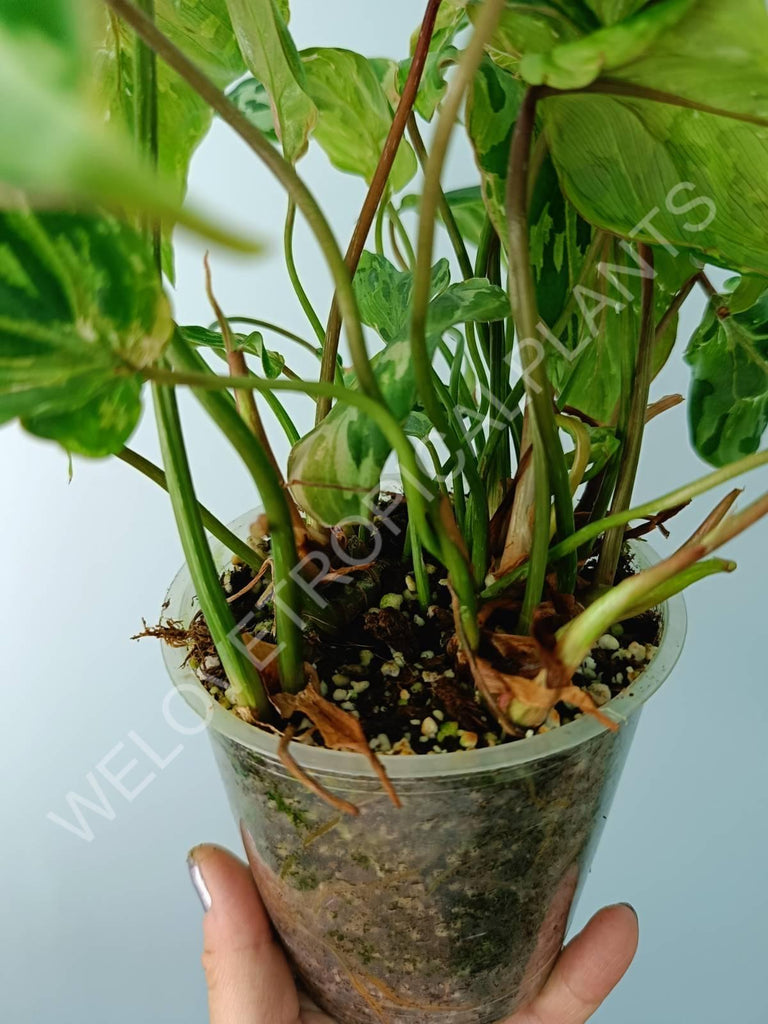 Philodendron gloriosum variegata