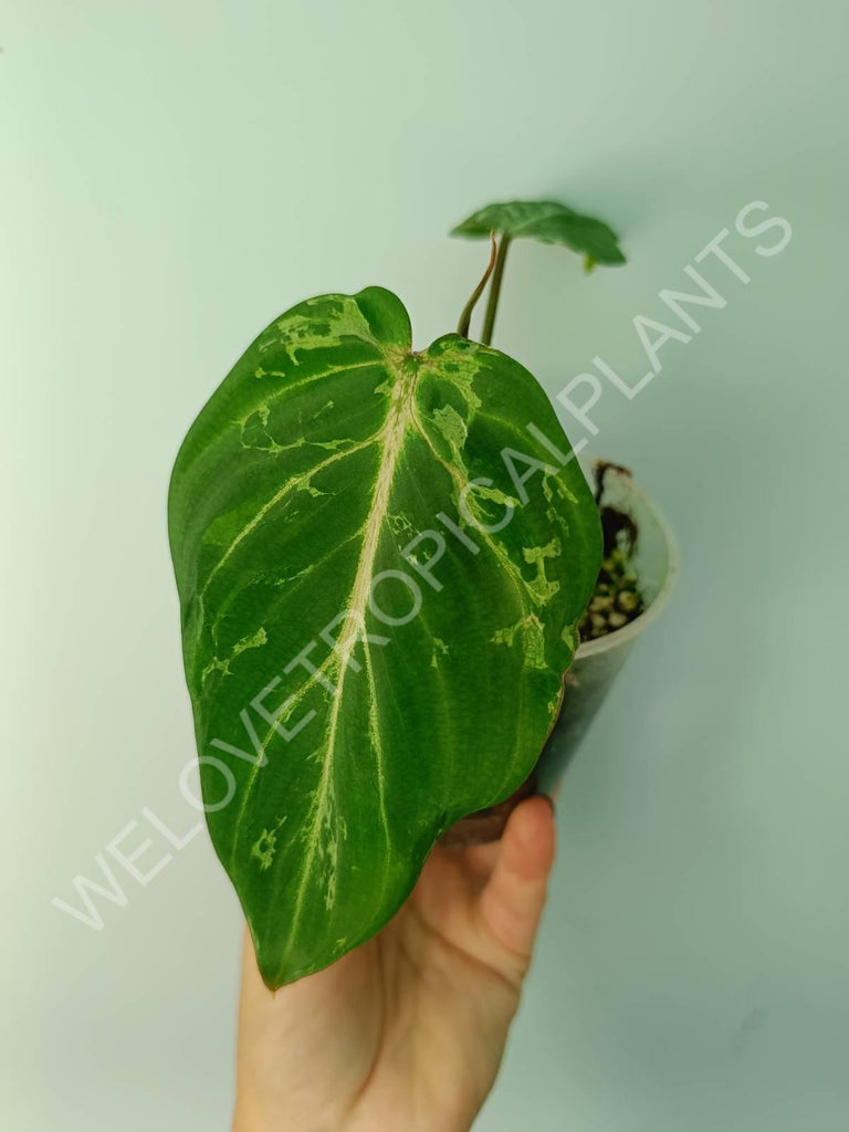 Philodendron gloriosum variegata