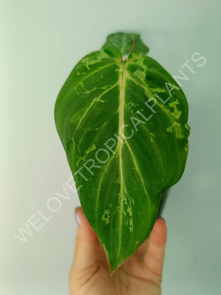 Philodendron gloriosum variegata