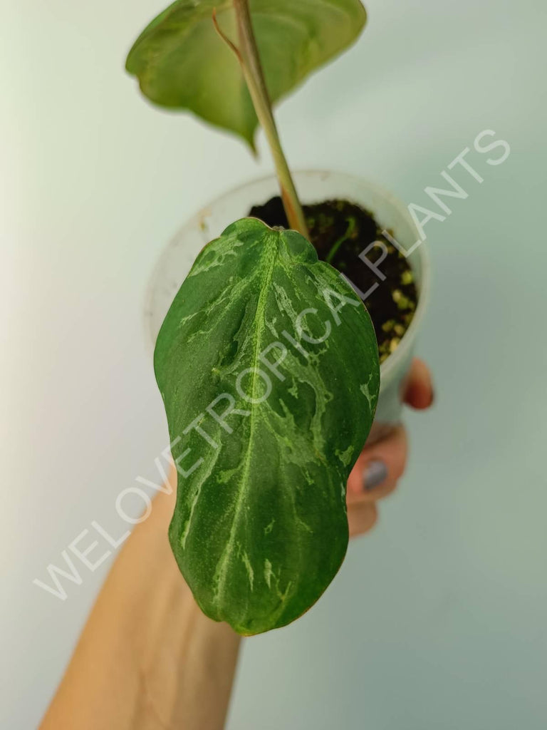 Philodendron gloriosum variegata