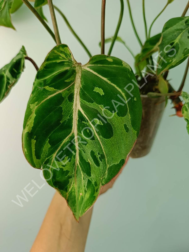 Philodendron gloriosum variegata