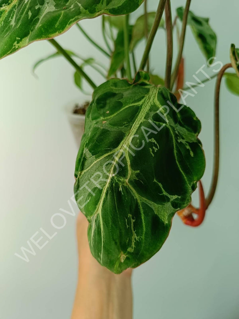 Philodendron gloriosum variegata