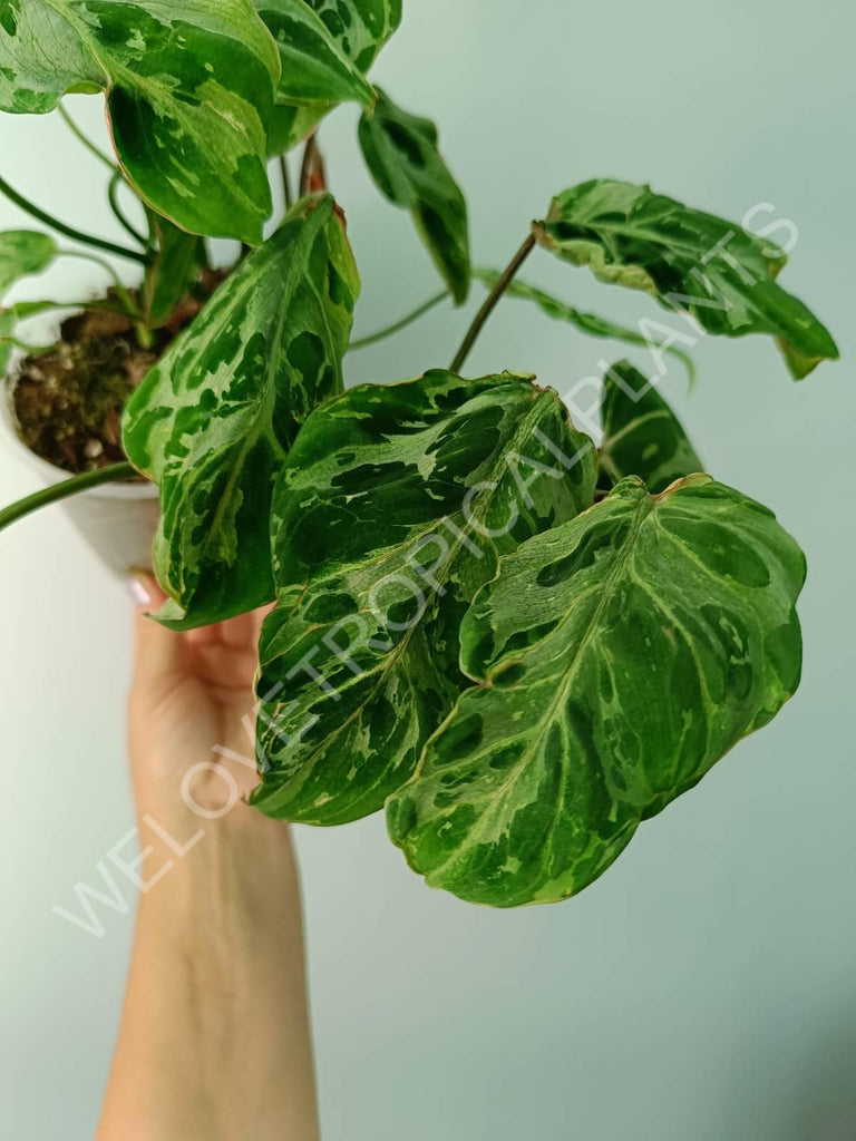 Philodendron gloriosum variegata