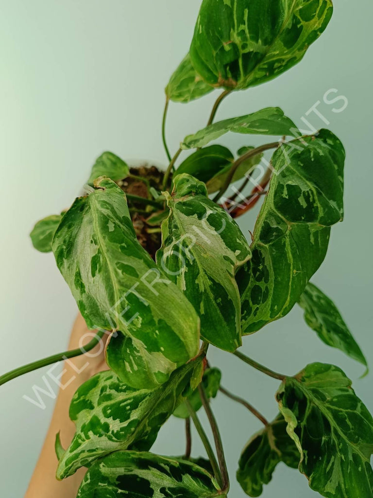 Philodendron gloriosum variegata