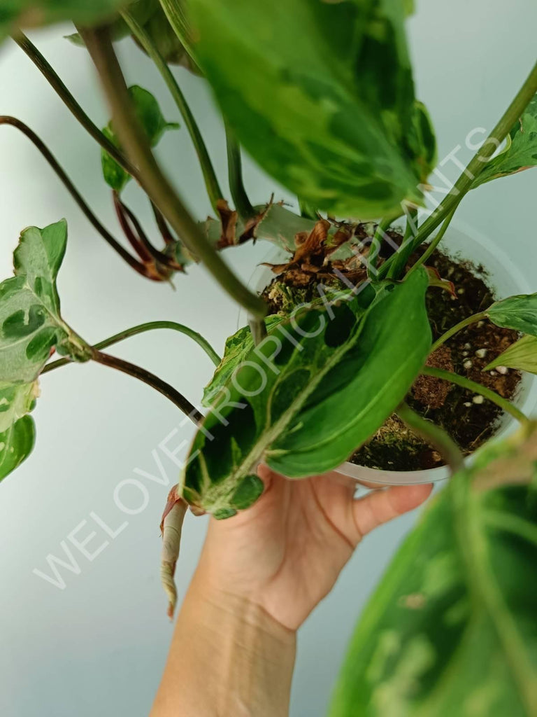 Philodendron gloriosum variegata