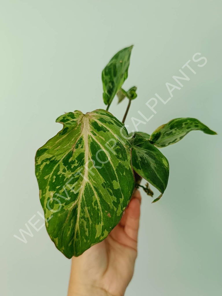 Philodendron gloriosum variegata