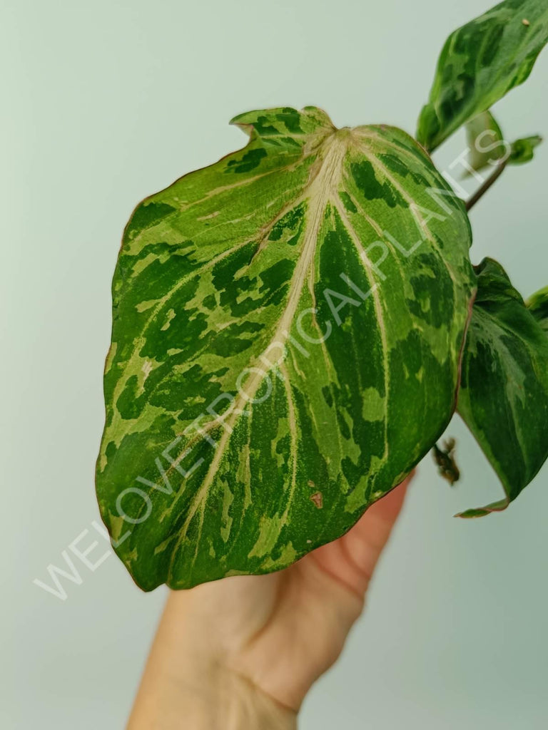 Philodendron gloriosum variegata