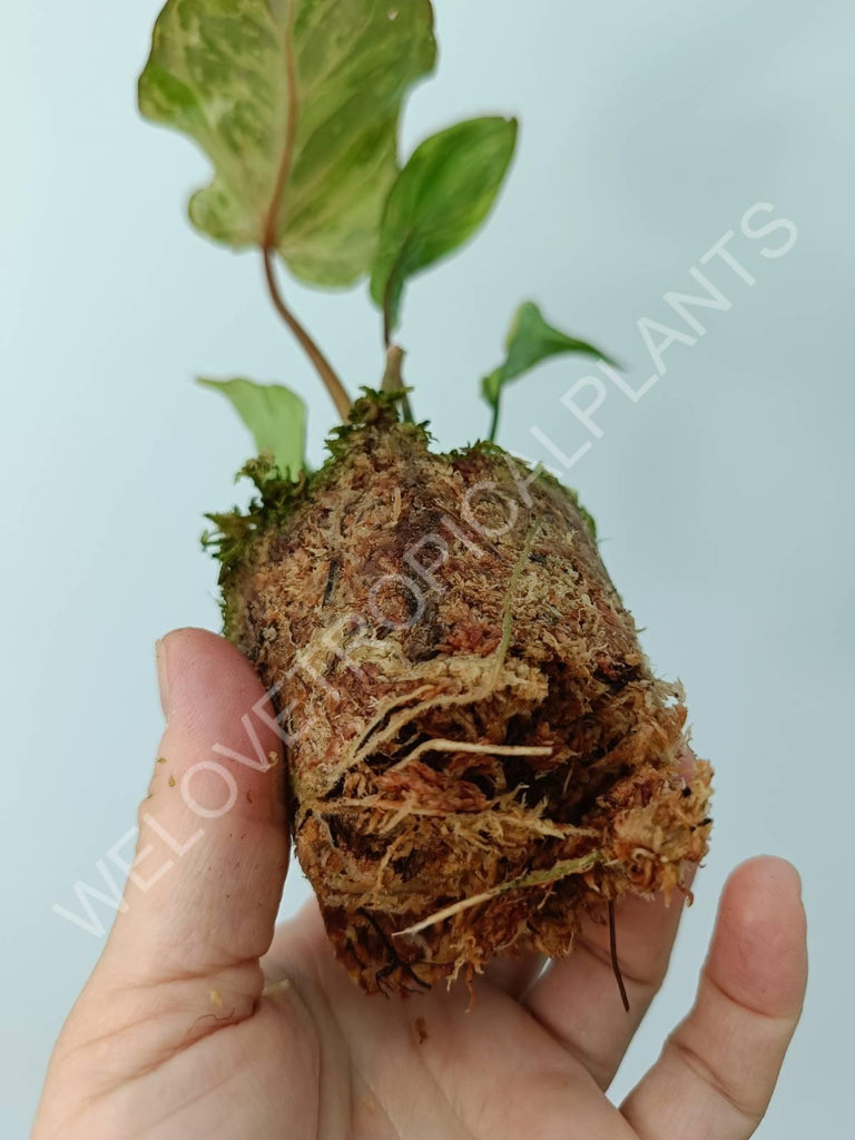 Philodendron gloriosum variegata