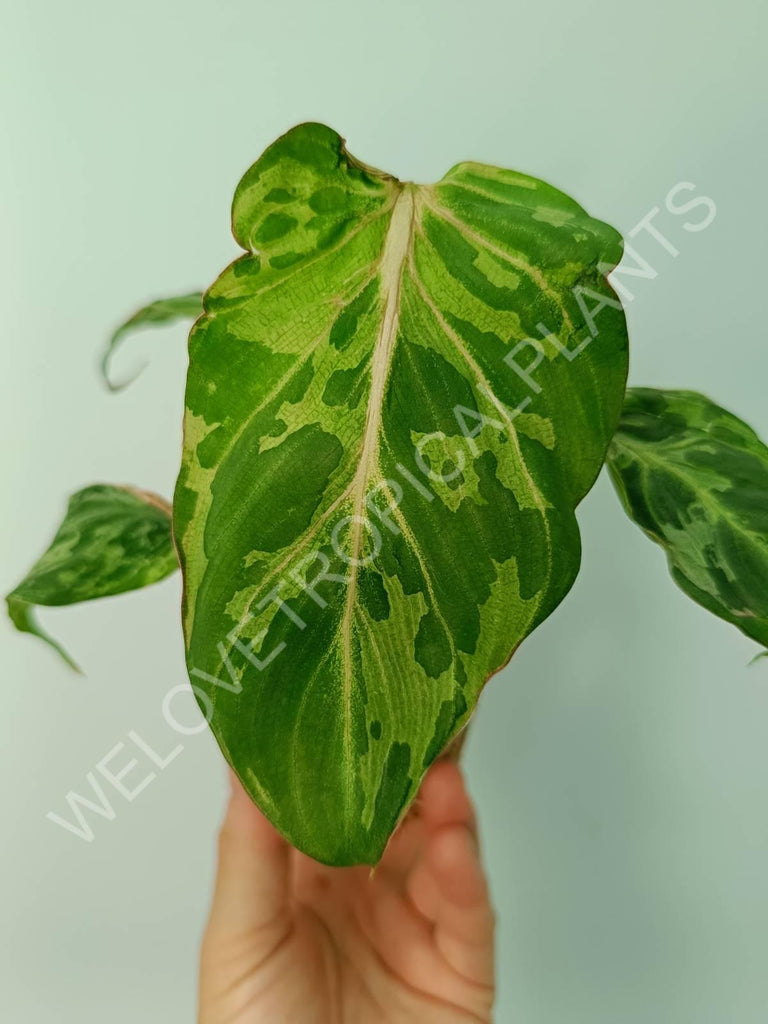 Philodendron gloriosum variegata