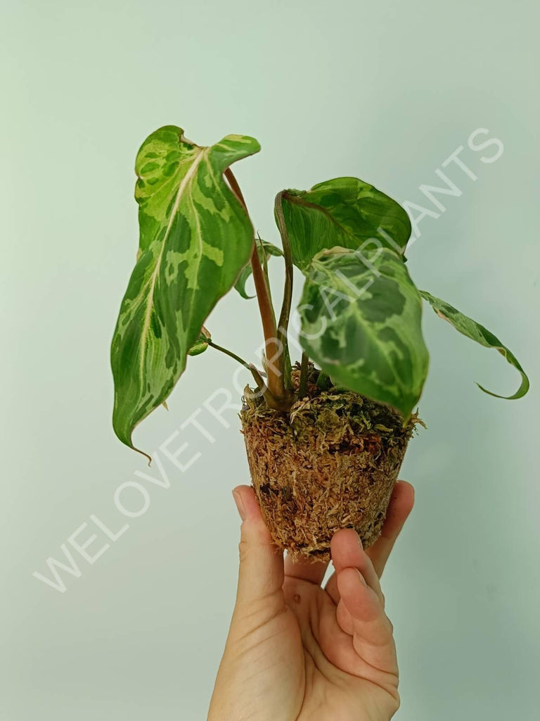 Philodendron gloriosum variegata