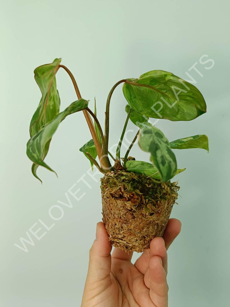 Philodendron gloriosum variegata