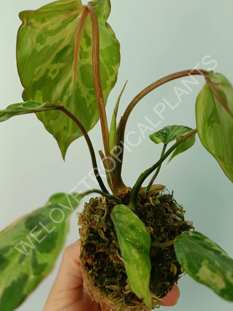 Philodendron gloriosum variegata