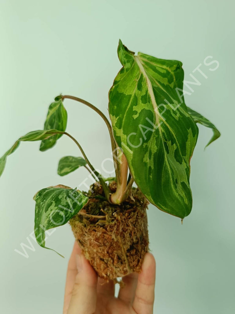 Philodendron gloriosum variegata