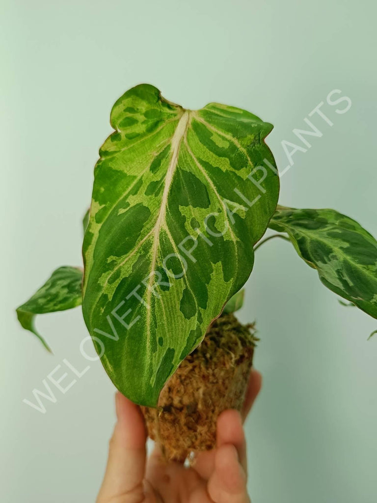 Philodendron gloriosum variegata