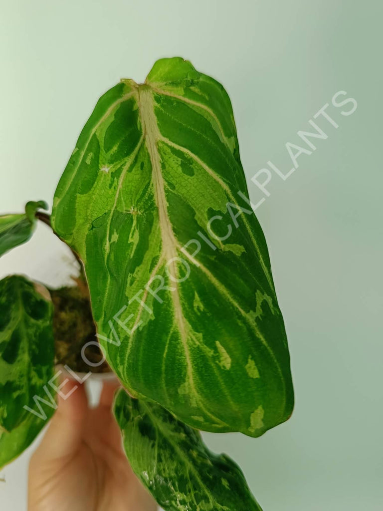 Philodendron gloriosum variegata