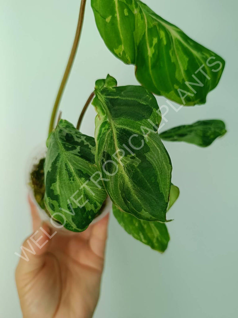 Philodendron gloriosum variegata