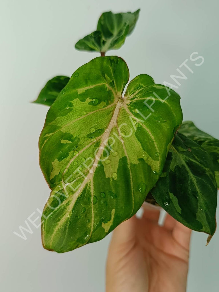 Philodendron gloriosum variegata