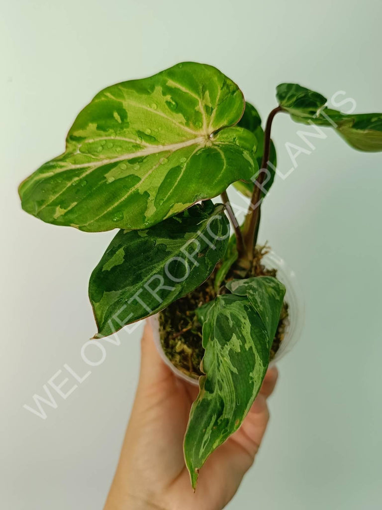 Philodendron gloriosum variegata