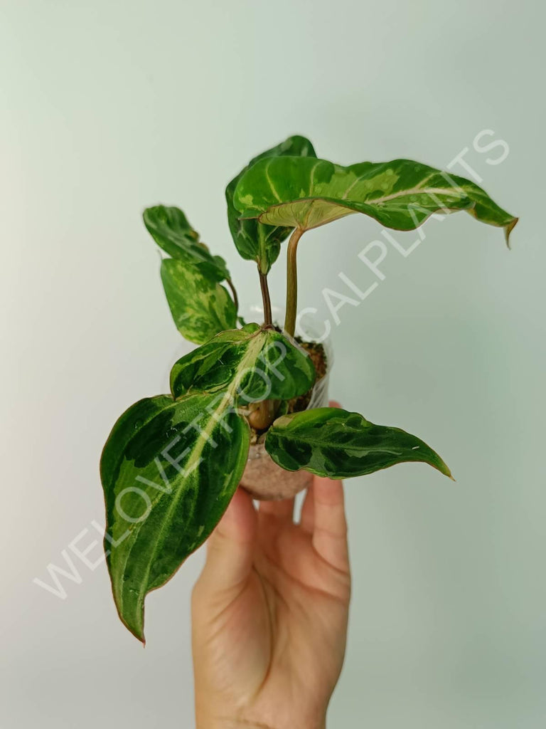 Philodendron gloriosum variegata