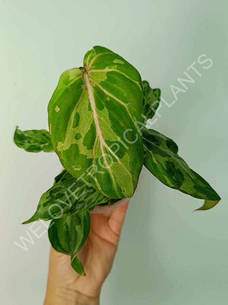 Philodendron gloriosum variegata