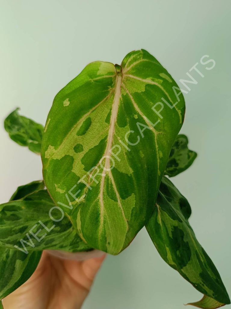 Philodendron gloriosum variegata